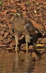 Serpent Eagle looking surprised.JPG