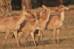 Barasinga Family at Kanha 201.jpg