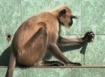 Langur testing some Indian plumbing_87.jpeg.JPG