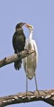 Great Egret & Cormorant.JPG