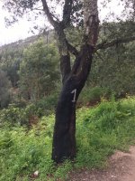 20 Cork tree.JPG