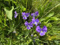IMG_8711.jpeg