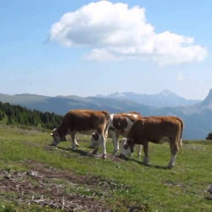 Dolomites July 2013