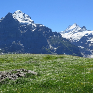 Switzerland Alpine Flowers - Grindelwald