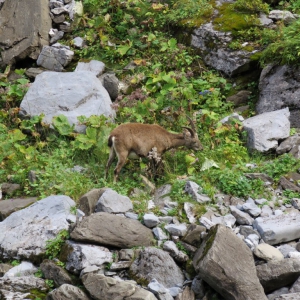 Rhone Alps - Samoens, Ibex