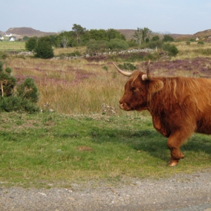 the Highland cattle