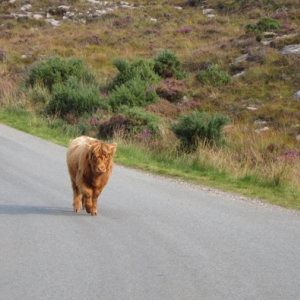 the Highland cattle