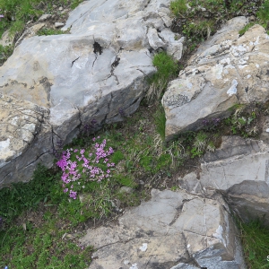 Alpine Flowers in Grindelwald