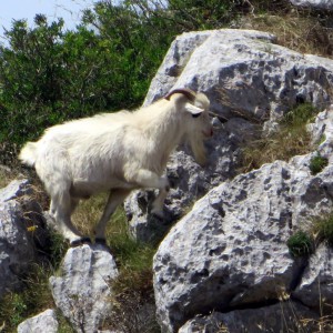 Mountain goats...the billy goat