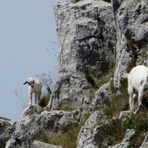 Mountain goats...nanny and kid