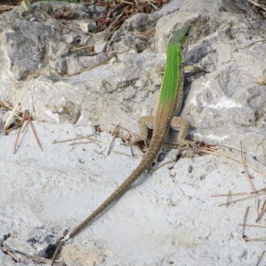 Tiny lizards abound in southern Italy