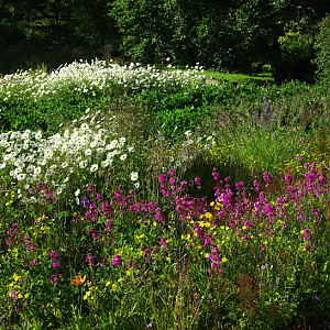 Wild Flower Bed In Botanic Gardens
