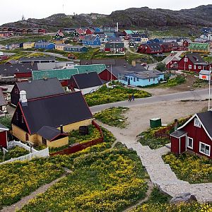 Qaqortoq And Dandelions