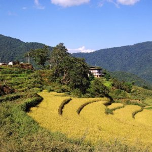 Bhutan - terraced rice fields