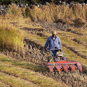 Bhutan - Rice is cut by machine oin larger fields