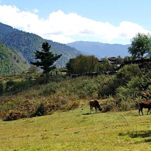 Cows grazing, Haa valley, Bhutan