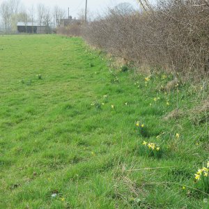 Daffodil Golden Triangle