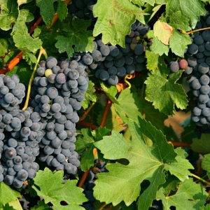 Barbera grapes in my neighbor's vineyard