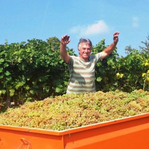 Chardonnay harvest at Cascina Monticello