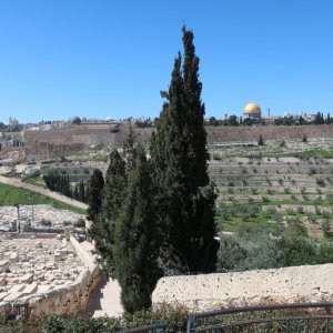 View of olive groves and Temple Mount