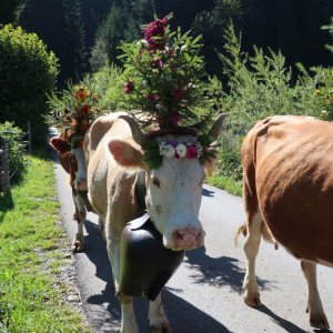 Lenk Cow Parade 2018