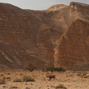 Ibex, Wadi Barak, Paran