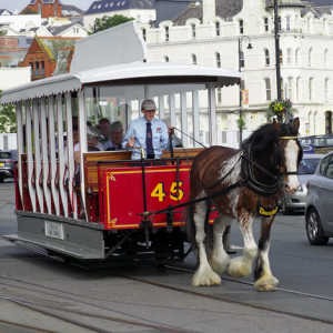 Douglas Horse Trams