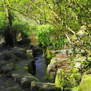 NHS Gardens Rosemoor - Stream Garden