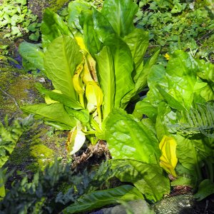 NHS Gardens Rosemoor - Skunk Cabbage