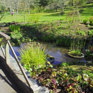 NHS Gardens Rosemoor - Upper Bog Garden