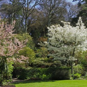 NHS Gardens Rosemoor - Woodland Garden