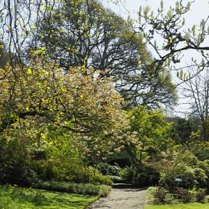 NHS Gardens Rosemoor - Exotic Garden