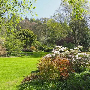 NHS Gardens Rosemoor - Lady Anne's Garden
