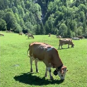 Swiss Cows