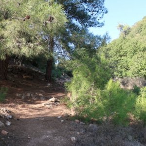 Carmel Forest Hike
