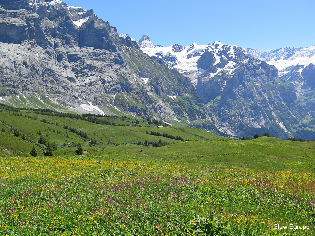 Alpine Flowers in Grindelwald