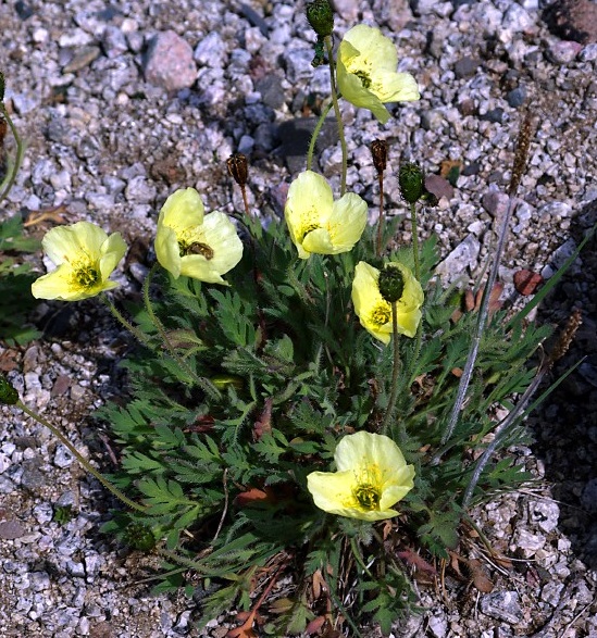 Arctic Poppy, Narsarsuaq