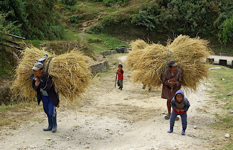 Bhutan - carrying the harvested rice back to the farmhouse