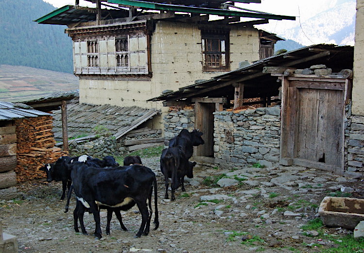 Bhutan - cows returning for the night | Slow Europe Travel Forums