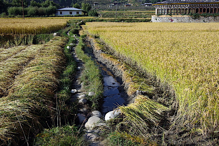 Bhutan - growing rice