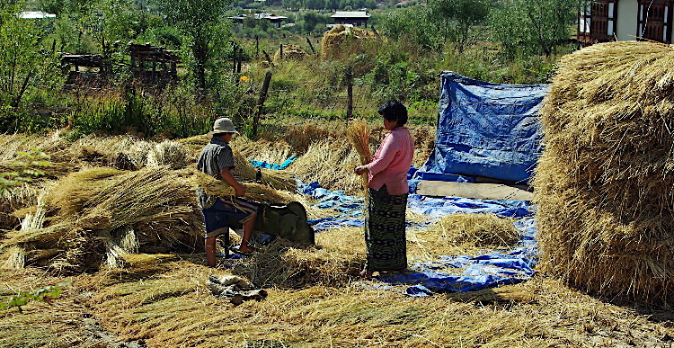 Bhutan - harvesting the rice before winnowing
