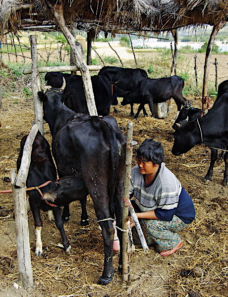 Bhutan - milking