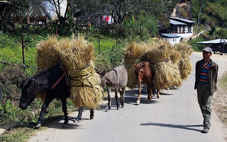 Bhutan - pack horses