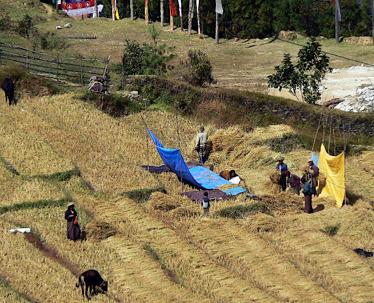 Bhutan - winnowing the harvested rice