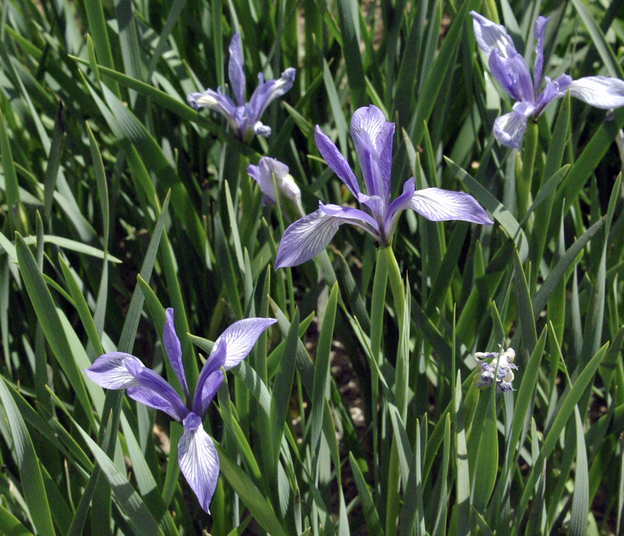 Blue Iris