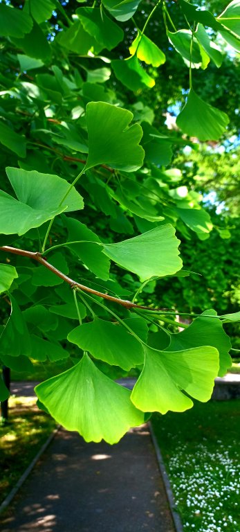 Botanic Garden of the Jagiellonian University in Krakow