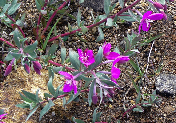 Broad Leaved Willowherb