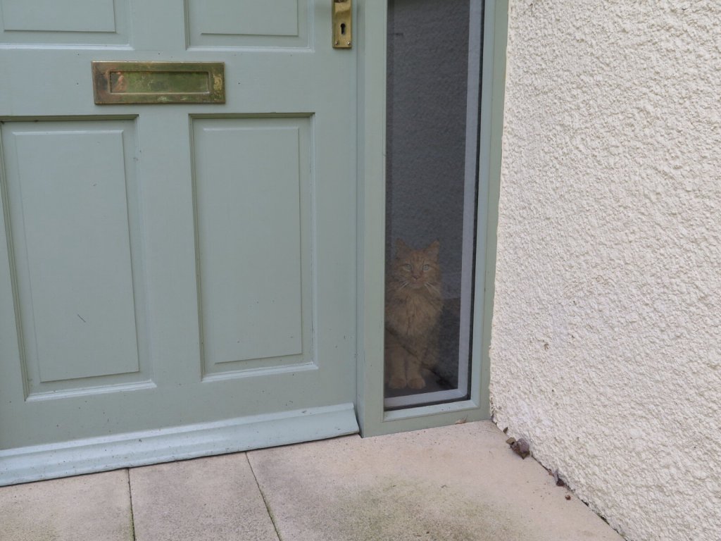 Buddy at the door