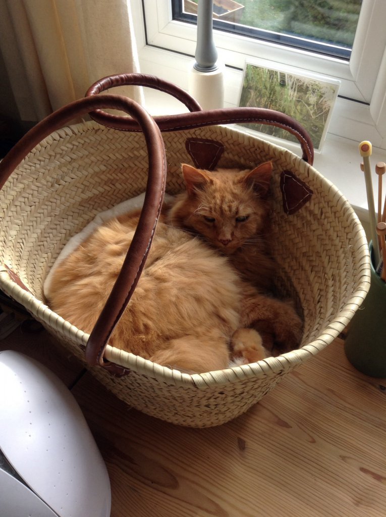 Buddy in a French Basket