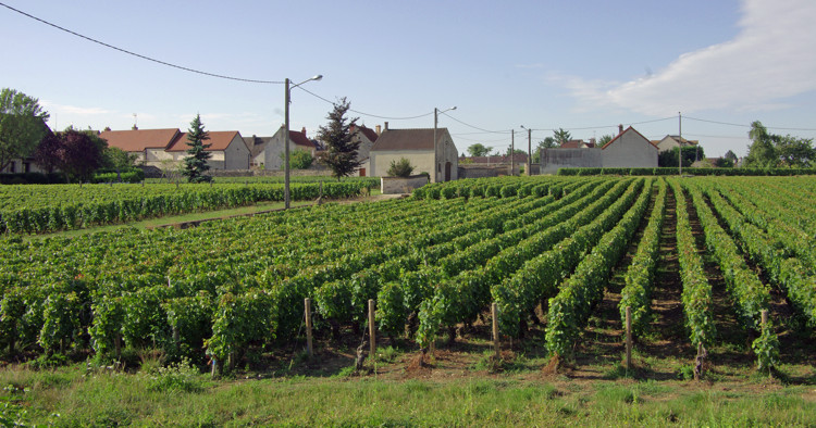 Burgundy vineyard